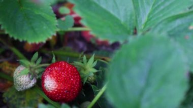 Yakından bakınca taze ve olgun kırmızı çilekler sergileniyor. Etrafı yemyeşil yapraklarla çevrili.