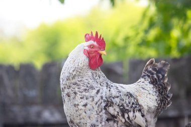 Güzel, gururlu horoz horoz ötüyor bir bahar sabahı, çiftlikte.