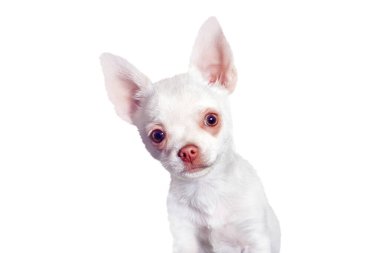 Beyaz chihuahua beyaz arka planda izole edilmiş, Love