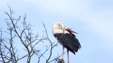 Beyaz bir leylek ağaçta oturur ve gagasını şaklatır.