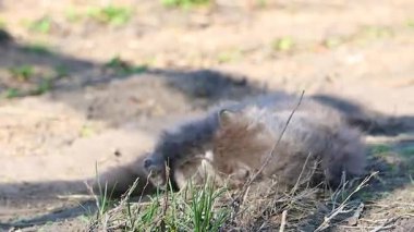 kedi yakalanan fare ile oynar