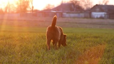 Yeşil tarlada taze ot yiyen bir köpek.