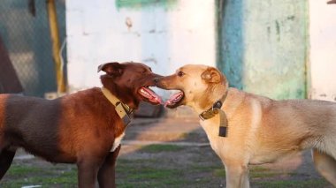 Köpekler sakince burun buruna durur, sonra dostça güreşmeye başlarlar.