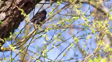 İlkbaharda, bir sığırcık bir ağacın boşluğunda oturur ve bir şarkı söyler, vahşi doğa.