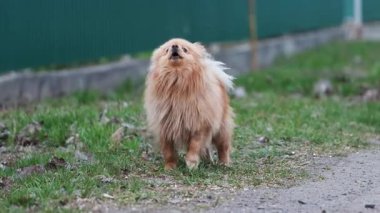 Küçük şirin köpek chihuahua yolda havlıyor, evcil hayvanlar.