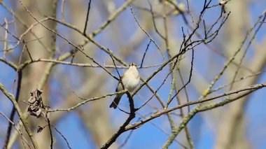 Bahar kuşu, chiffchaff, bir şarkı söyler ve sonra uçar gider, uçar.