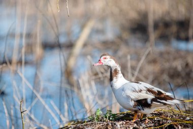 Muscovy ördeği bir orman gölünün kıyısında duruyor, kuşlar ötüyor