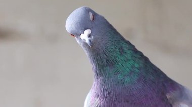 Güvercin kameraya bakar, uzlaşır, iyi haber.