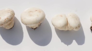 Taze şampiyonlar beyaz arka planda yatar, gıda ürünleri