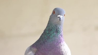 komik güvercin, barışın sembolü, gagasına vurur, uzlaşır, iyi haber