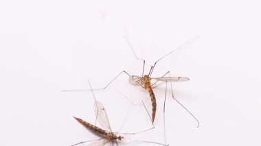 Beyaz arka planda dans eden dev sivrisinekler, böcekler.