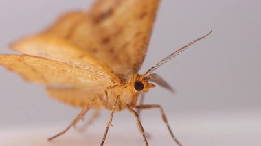 Büyük kulaklı güve ve uzun bir gövde, vahşi doğa, bahar, böcekler