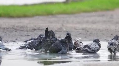 güvercinler su birikintisinde yavaş çekimde yıkanıyor, uzlaşma, iyi haber