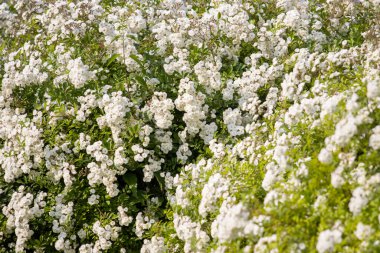 Güzel bahar dokusu Küçük beyaz güller, yaz