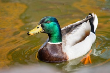 Yaban ördeği Drake güzel bir bahar gölünde yüzer, yaz mevsiminde.