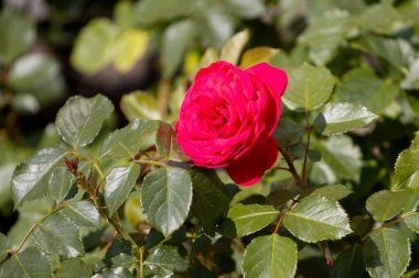 Bahar parkında kırmızı gül, yaz