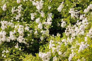 Küçük beyaz güller Güzel bahar deseni Şehir parkında, yaz