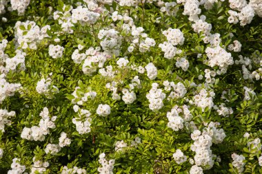 Küçük beyaz güller güzel bahar deseni, yaz