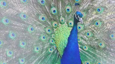 Kuyruğunu yaymış tavus kuşu etrafa bakıyor, yaz.