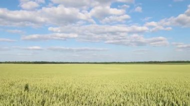 Güzel buğday tarlası, mavi gökyüzü ve beyaz bulutlar