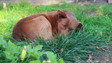 Kahverengi köpek yeşil çimlerde uyuyor.