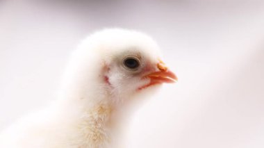 Civciv yüksek sesle cıyaklıyor, anne tavuğunu çağırıyor