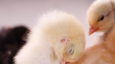 Tavuklar tüylerini kabartıyor ve birbirleriyle oynuyorlar.