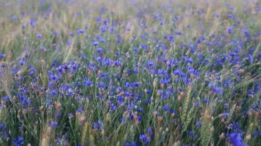 Akşamüstü güneşi altında çiçek tarlası, yavaş çekim.