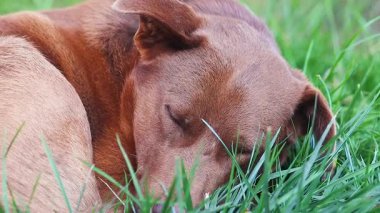 Köpek yeşil çimlerin üzerinde uyuyor, yakın plan portre
