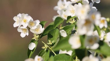 Yasemin çiçekleri rüzgarda sallanıyor