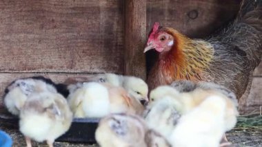 Anne tavuk yavrularına yemek yemeyi öğretir.