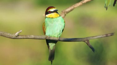 Cennet, neşeli kuş etrafına bakar ve uçar gider.