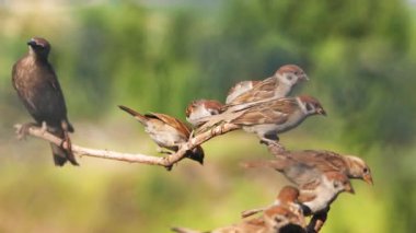 Huzursuz kuşlar bir dala atlayıp çığlık atıyorlar.