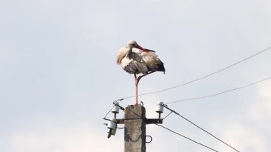 Elektrik direğinde oturan leylek kuyruk tüylerini temizler.