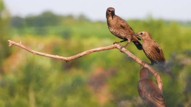 Çeşitli kuşlar, sığırcıklar ve arı yiyiciler dallara akın ediyor.