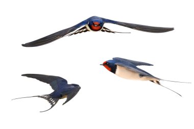 Beyaz arka planda izole edilmiş, ilk bahar kuşu, uçuş aşamalarında ahır kırlangıcı.