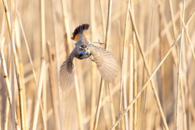Sazlıklardan bir duvara karşı uçan mavi boğaz, vahşi doğa
