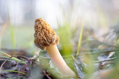 Morel mantarı sabahın erken saatlerinde ilkbahar günü, vahşi doğa