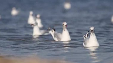 Martılar yüzüyor ve yaz mevsiminde sudan kalkıyor.