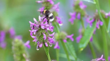 yaban arısı polenleme çok renkli kır çiçekleri, vahşi doğa