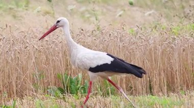 Beyaz leylek buğday tarlasında yürüyor, vahşi doğa, hasat