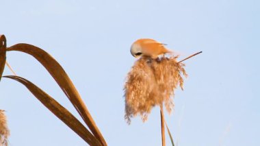 whiskered tit eats reed seeds , summer