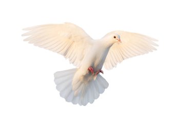 Kanatları açık uçan beyaz güvercin, beyaz üzerine izole edilmiş, barışın sembolü.