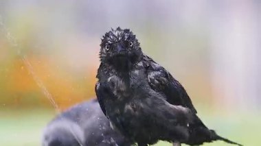 Kırık bir hortumun yanında su sıçratan karga, vahşi yaşam.