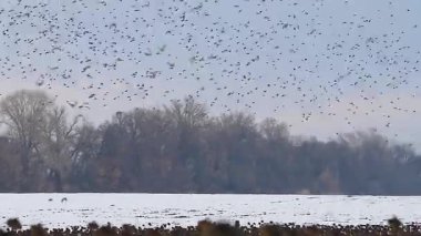 Büyük bir kuş sürüsü kış mevsiminde bir tarlaya uçar ve yere iner.