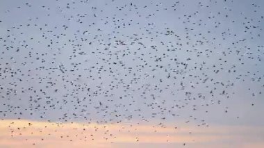 Bir ötücü kuş sürüsü günbatımı gökyüzünün arka planında uçar. Kış dönemi.