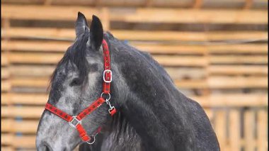 Yılın sembolü Kızıl Halter ile Dapple Grey Horse Portresi