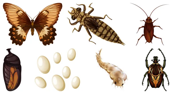 Colección Diferentes Insectos Vector Ilustración — Archivo Imágenes Vectoriales