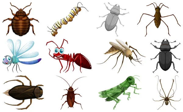 不同种类的昆虫收集图解 — 图库矢量图片
