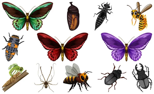 Diferentes Tipos Insectos Colección Ilustración — Archivo Imágenes Vectoriales